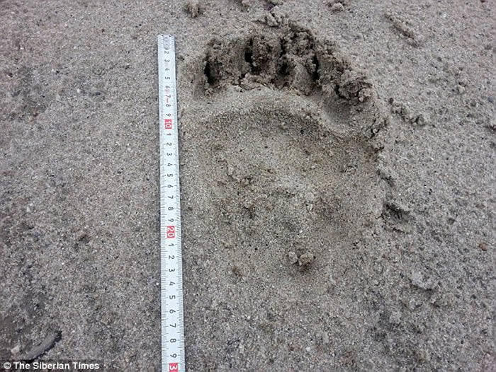 俄罗斯西伯利亚钻油工人在野外遭棕熊袭击 内脏被啃光