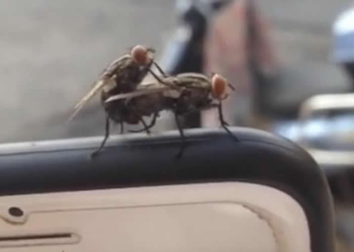 一对苍蝇居然停在女子手机上交配