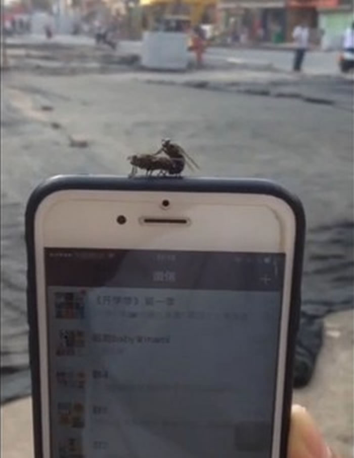 一对苍蝇居然停在女子手机上交配