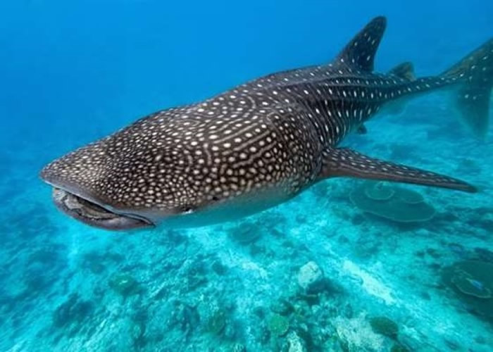 ���豻��Ϊ���پ��ֵĴ�������֮һ��