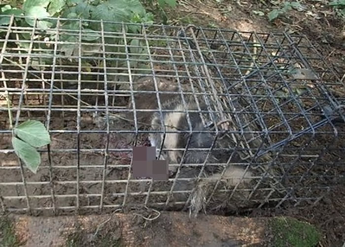 德文郡发现一只失血过多而死的獾。
