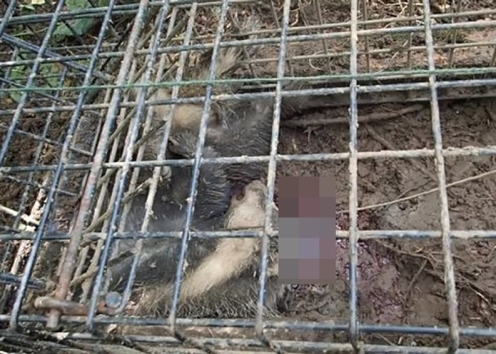 设笼者未有据指引尽快移走尸体。