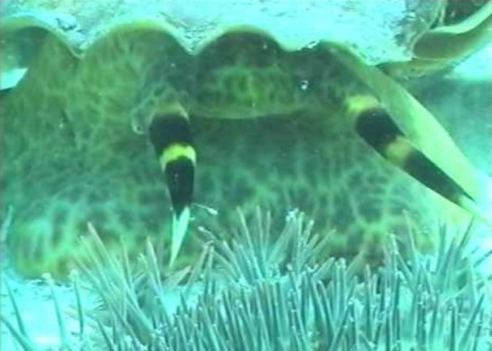 政府落实“一物治一物”策略。