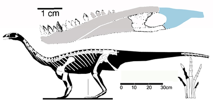 2.3亿年前巴西萨特恩纳利亚龙(农神龙)可能是食肉类动物