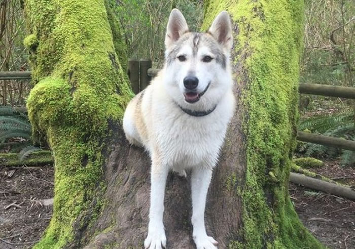 加拿大治疗犬陪主人散步惨被猎人当成狼射杀