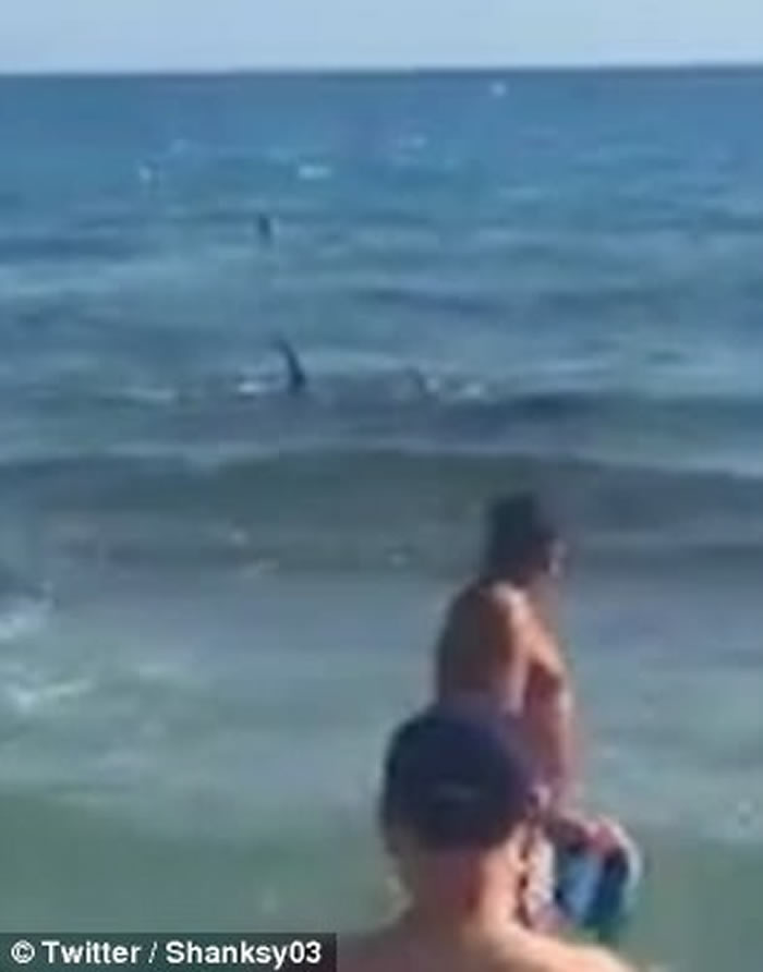 西班牙贝尼多姆2.5米长鲨鱼入侵黎凡特海滩 游客懵然不知