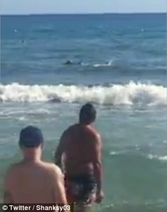 西班牙贝尼多姆2.5米长鲨鱼入侵黎凡特海滩 游客懵然不知