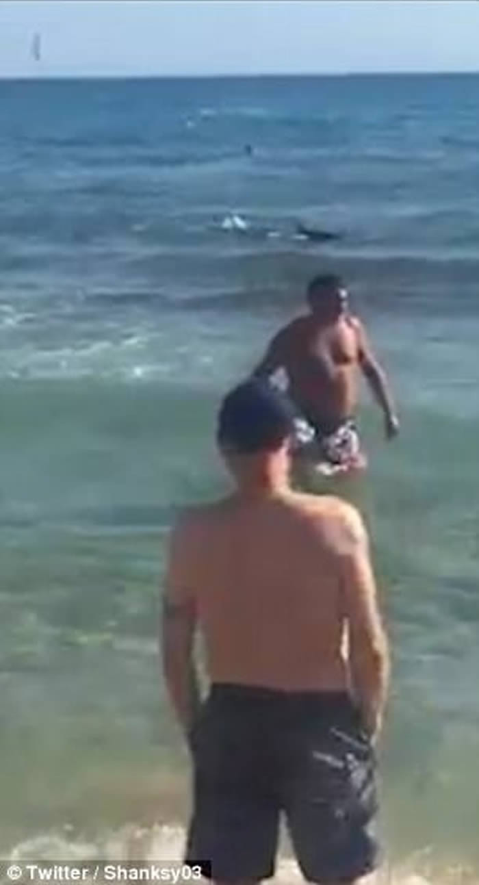 西班牙贝尼多姆2.5米长鲨鱼入侵黎凡特海滩 游客懵然不知