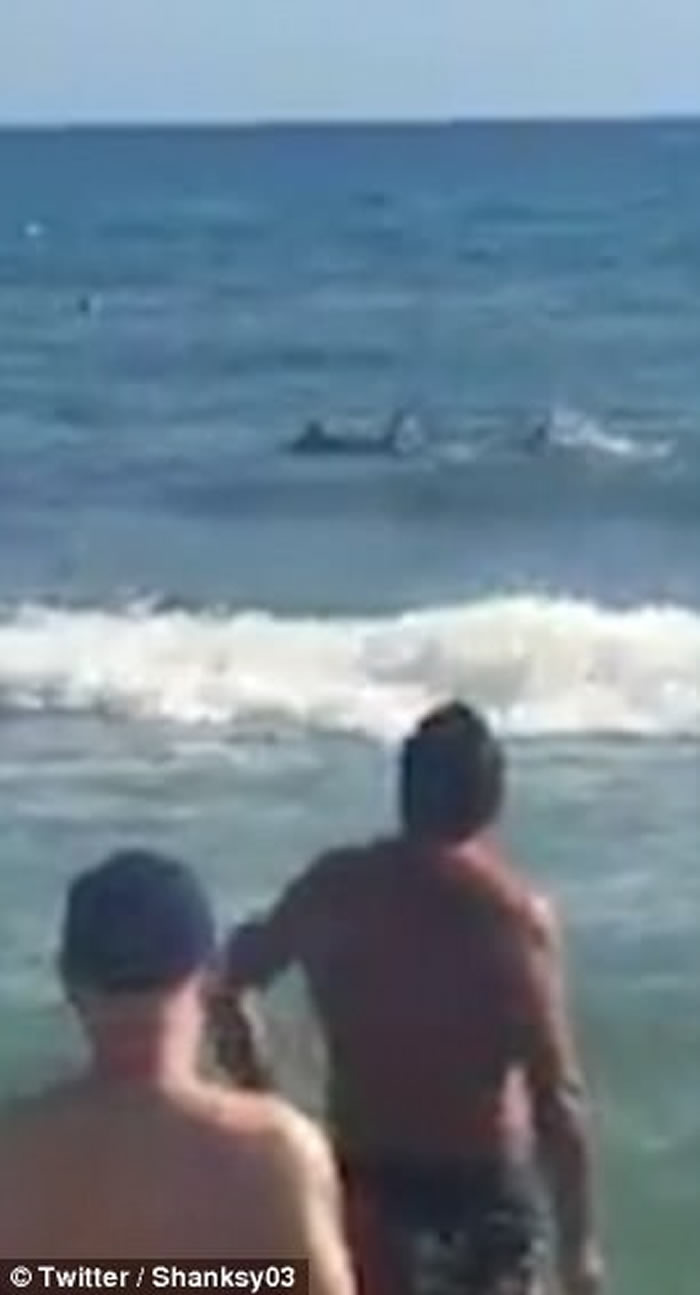 西班牙贝尼多姆2.5米长鲨鱼入侵黎凡特海滩 游客懵然不知