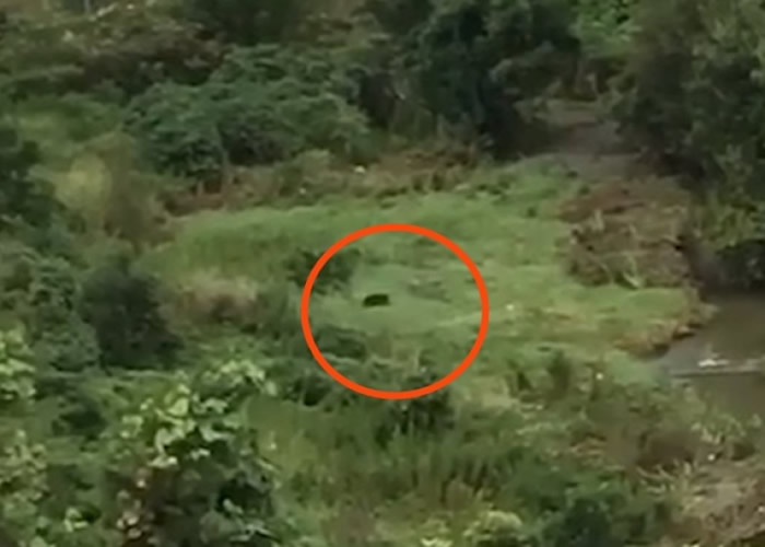 黑熊(红圈示)在住宅区内草丛出没。