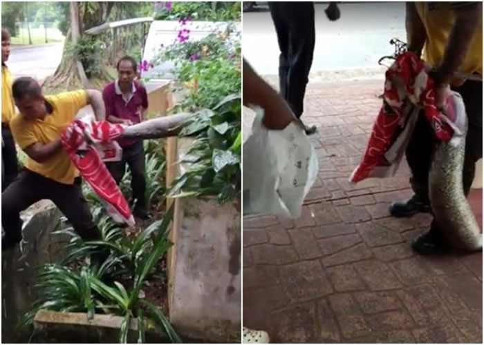 �¼���ʢ�۲ݴԲ�������� ������ʧ�ټ�è