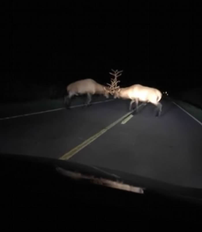 美国威斯康辛州乡郊公路上演精彩雄鹿大战