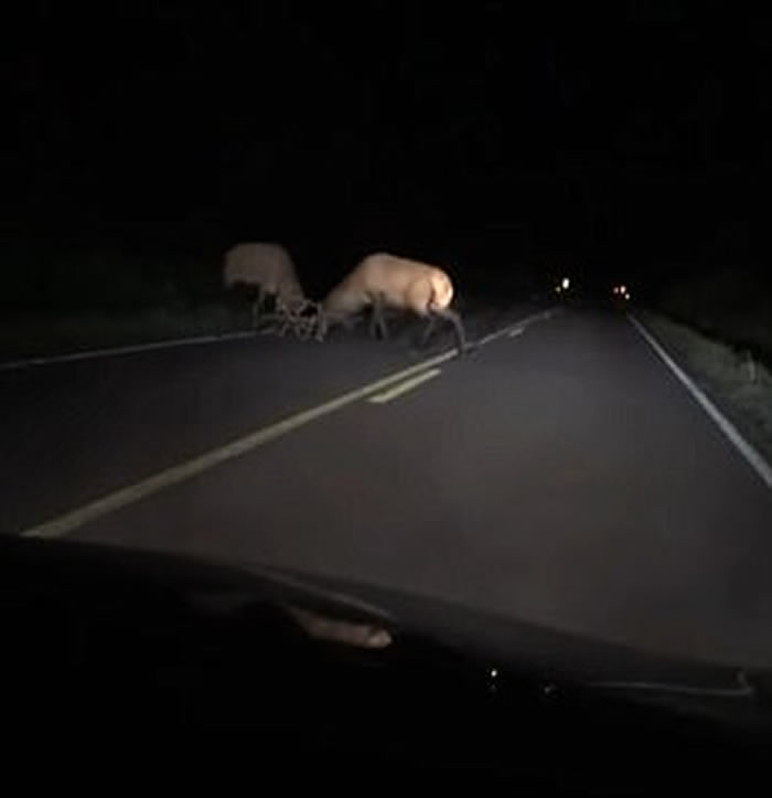 美国威斯康辛州乡郊公路上演精彩雄鹿大战