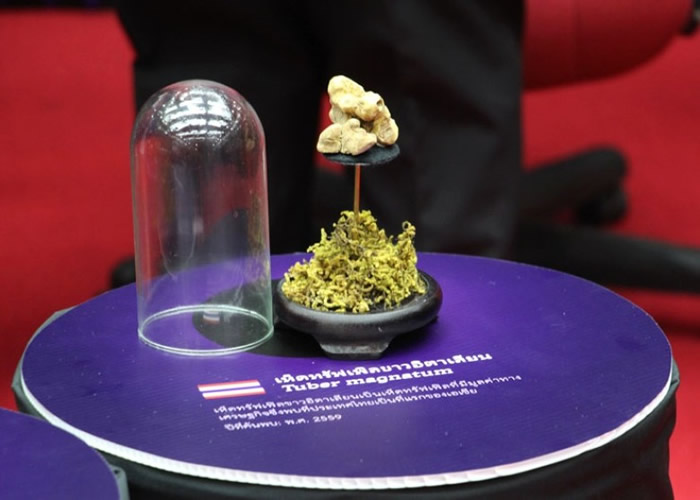 专家展出泰国发现的白松露。