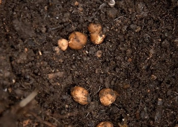 泰国是一个热带地区国家,也能种出松露。