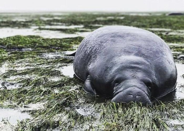 海牛不敌大自然的威力,潮退时搁浅。
