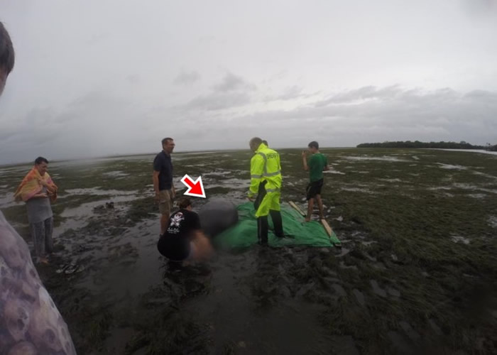 县警(穿萤光外套者)也到场协助营救海牛(红箭咀示)。