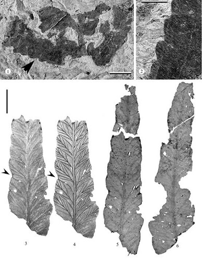 1-2Ҷģʽ걾3-6ϡ½ʲ