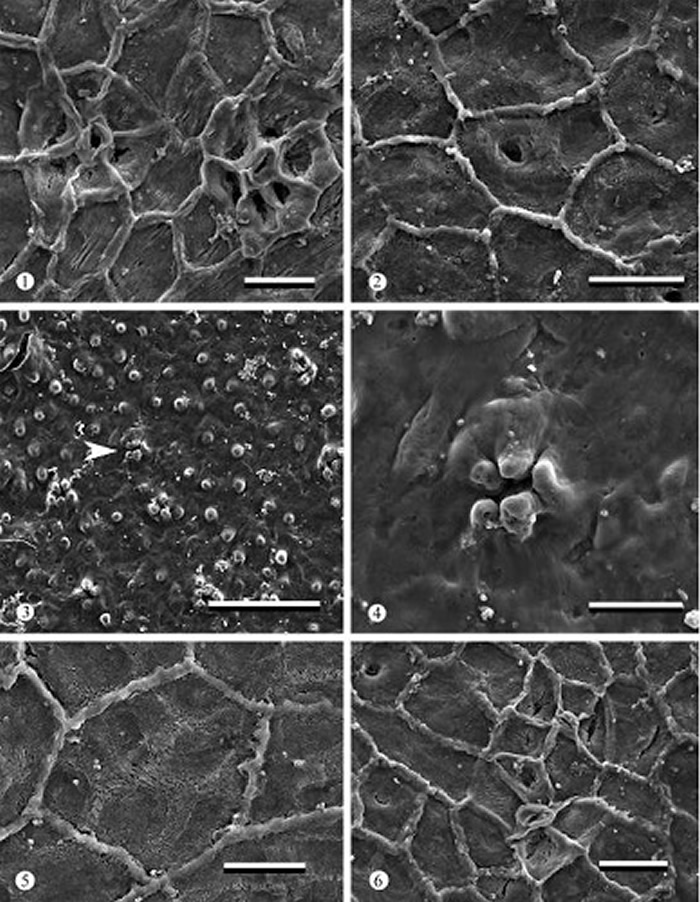 Ҷɨ΢Ƭչʾ˽ʲڱĽṹ