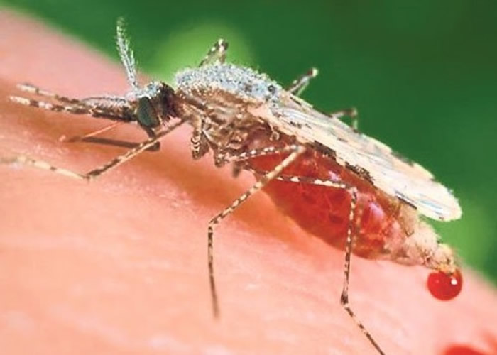 研究指一种超级抗药性疟疾病菌正在东南亚蔓延。