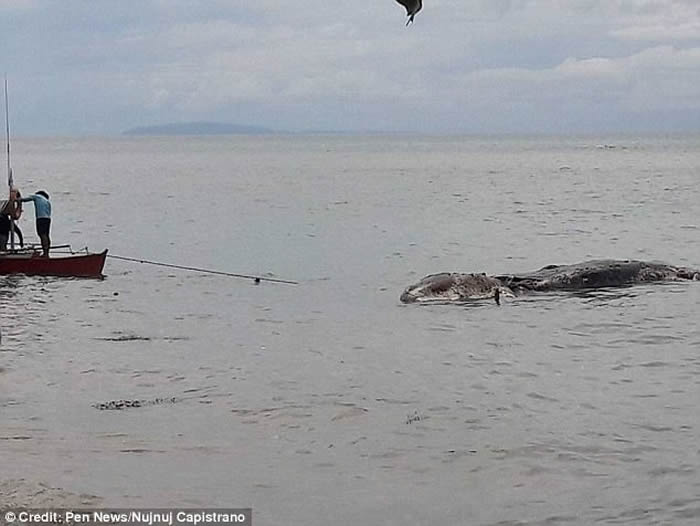 菲律宾雷伊泰岛海滩惊现疑似巨型海怪尸体 当地政府称“没有地方下葬”推回大海