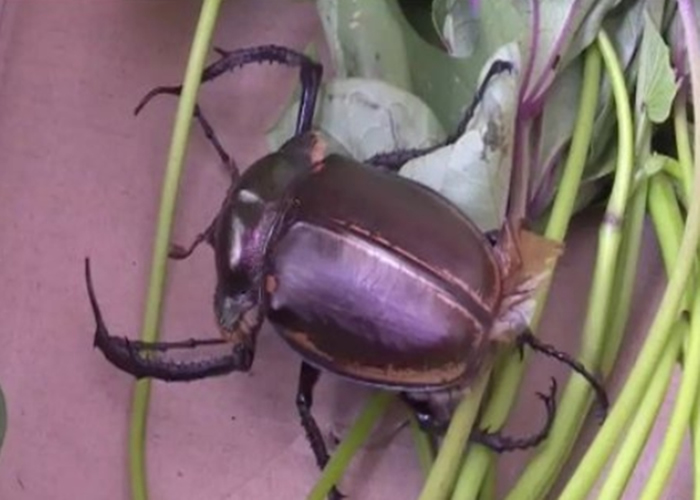 村民在车内捉到巨型甲虫,事后得知其为受保护的阳彩臂金龟。