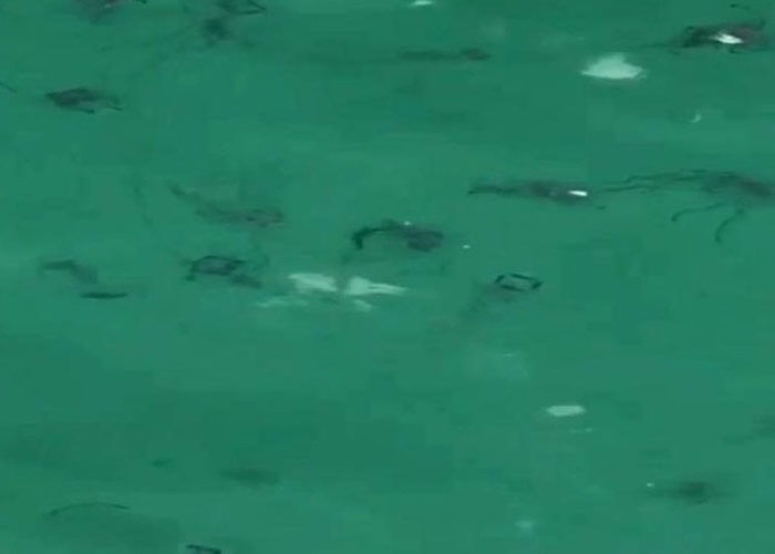 泰国PP岛海面现大量水母 官员吁游客小心