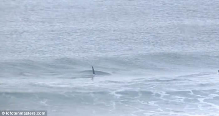 Ų��ŵ���������˱�����ͻȻ������ɱ�˾��ν�������