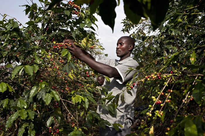 乌干达卡塞塞(Kasese)的咖啡农在采收成熟的咖啡「樱桃」。 PHOTOGRAPH BY JONATHAN TORGOVNIK, GETTY IMAGES