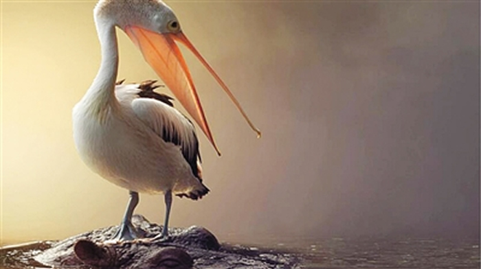 《美国科学院学报》:异时发育退化才是导致鸟类牙齿丢失的直接原因