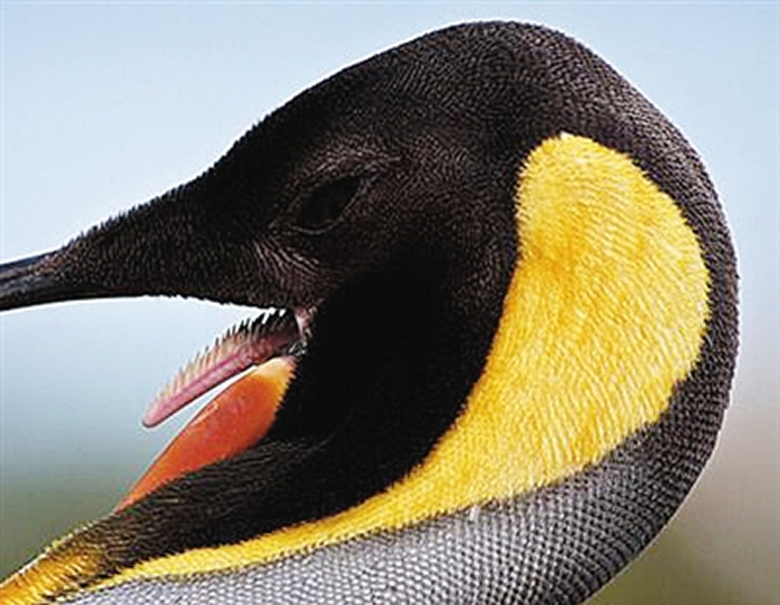 一些鸟类口中长有很像牙齿的倒刺