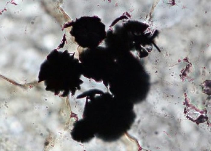 石头的石墨粒相信来自单细胞植物。