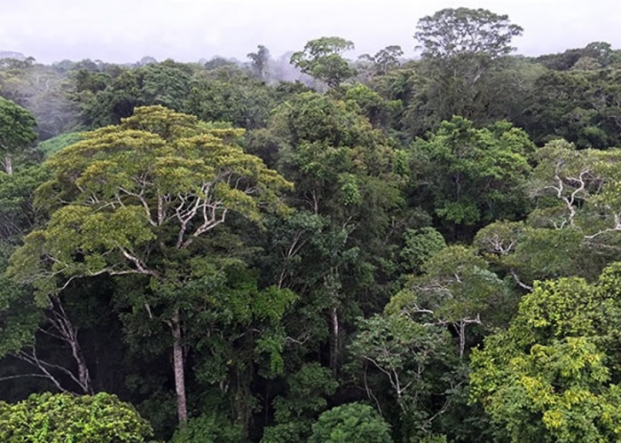 矿业及能源部上月试图推行开垦计划。