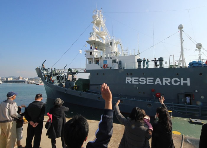 日本船只以科研之名,再次大量捕杀鲸鱼。