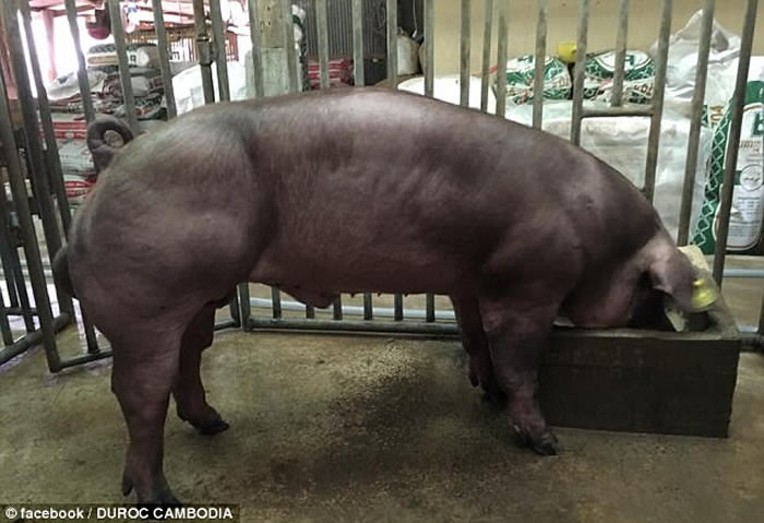 柬埔寨流出令人毛骨悚然的影片:一群小猪基因