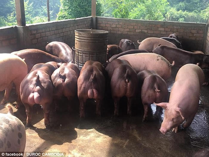 柬埔寨流出令人毛骨悚然的影片：一群小猪基因改造后竟犹如“绿巨人浩克”