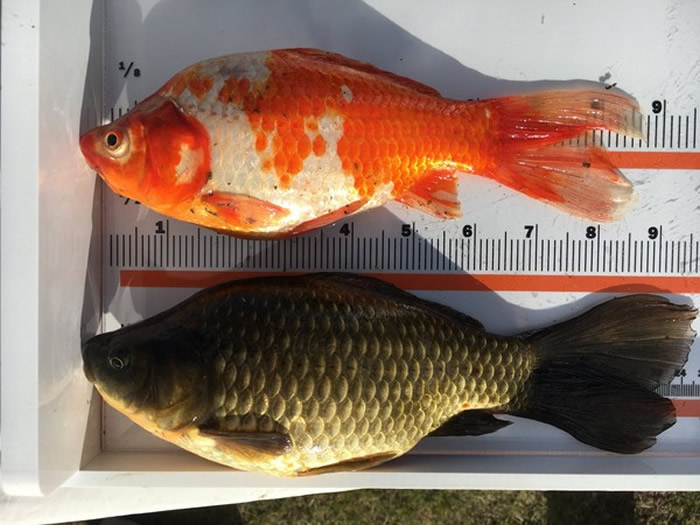 加拿大亚伯达省圣艾伯特市遭遇生态浩劫:4年前有人野放一对亚洲金鱼现数量已上千只