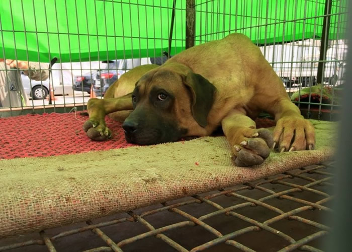 狗只躺在笼内闷闷不乐。