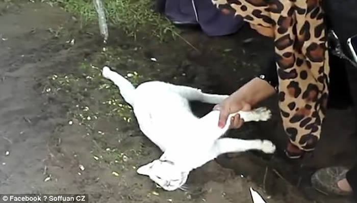 �������ǿ��������԰�èſ����Ĺ�ز�Ը��