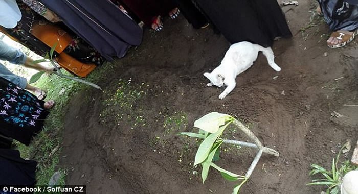 �������ǿ��������԰�èſ����Ĺ�ز�Ը��