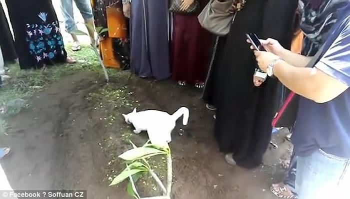 �������ǿ��������԰�èſ����Ĺ�ز�Ը��