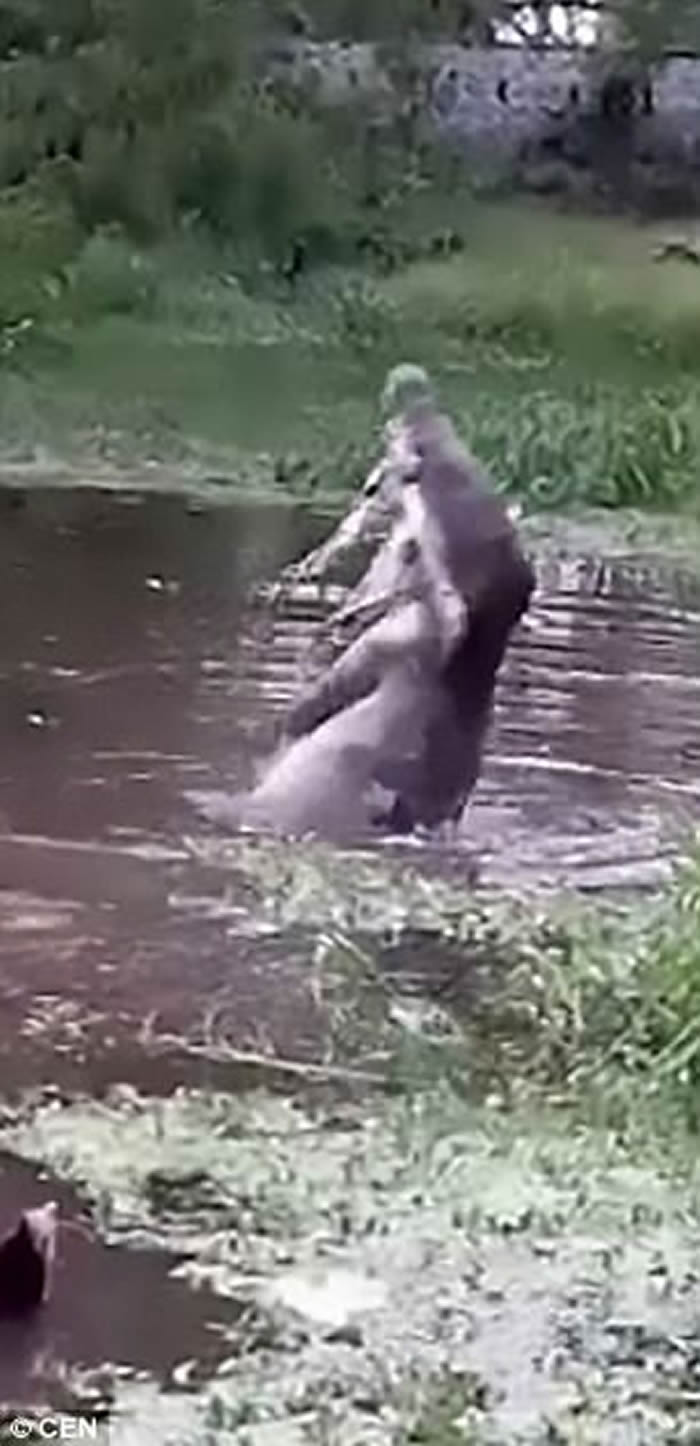 哥伦比亚偷宠物贼将活猫狗投入湖中喂短吻鳄