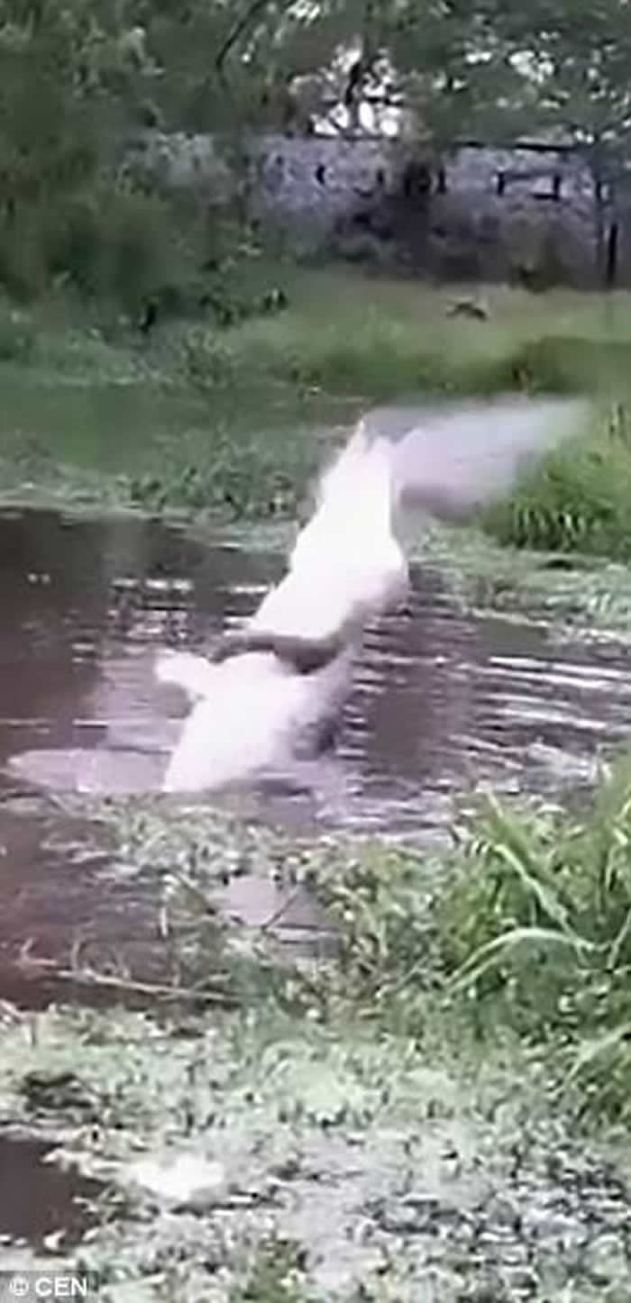 哥伦比亚偷宠物贼将活猫狗投入湖中喂短吻鳄