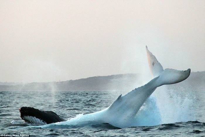 全球唯一白色座头鲸再现澳洲海域