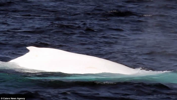 全球唯一白色座头鲸再现澳洲海域