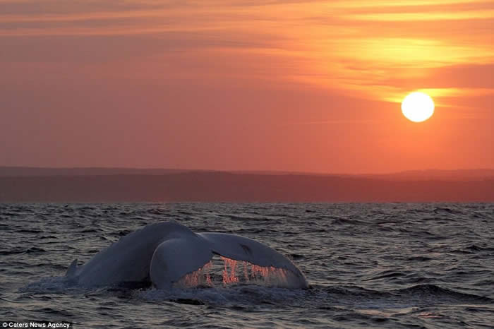 全球唯一白色座头鲸再现澳洲海域