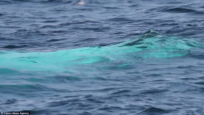 全球唯一白色座头鲸再现澳洲海域