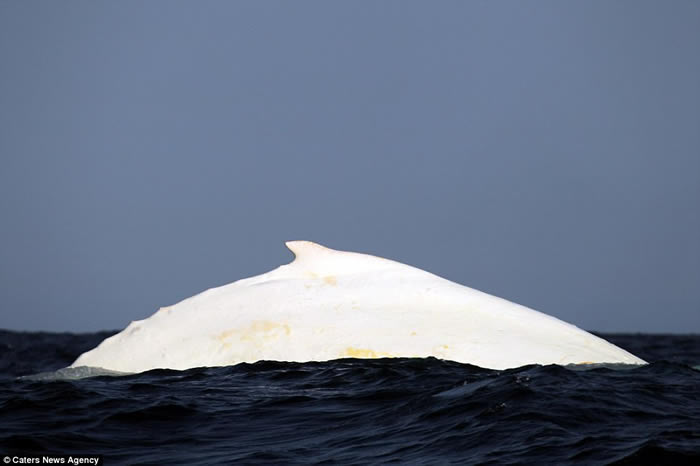 全球唯一白色座头鲸再现澳洲海域