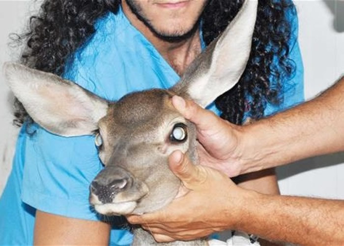 破天荒接受白内障手术 土耳其小鹿有望复明