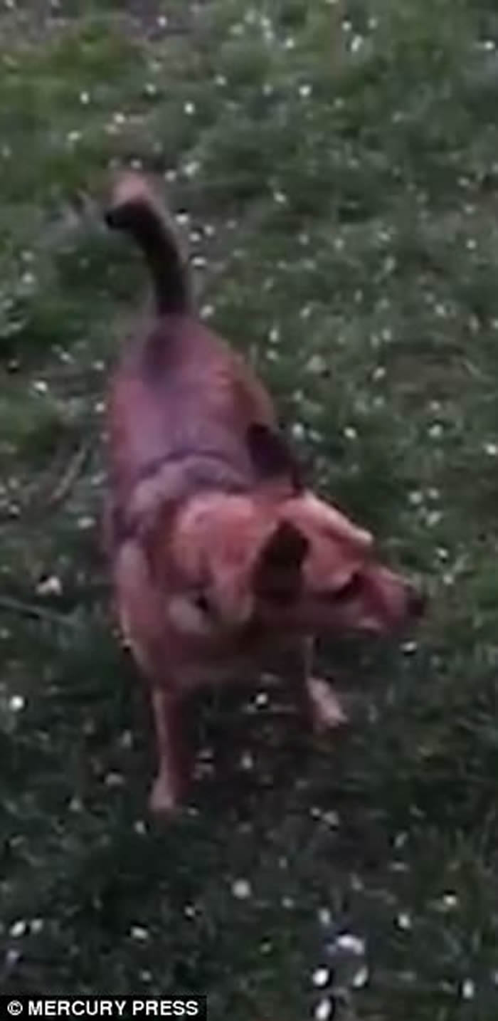 国际趣闻:英国苏格兰格拉斯哥小狗和野生狐狸在公园中巧遇成为好朋友